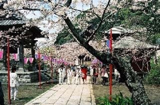Cherry blossoms at Nago-ji Temple