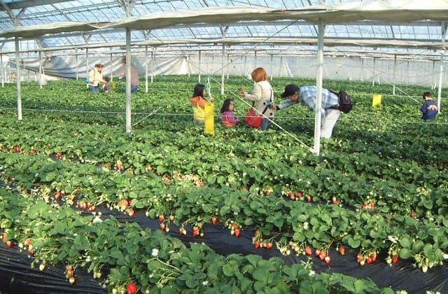 Tateyama Strawberry Picking Center