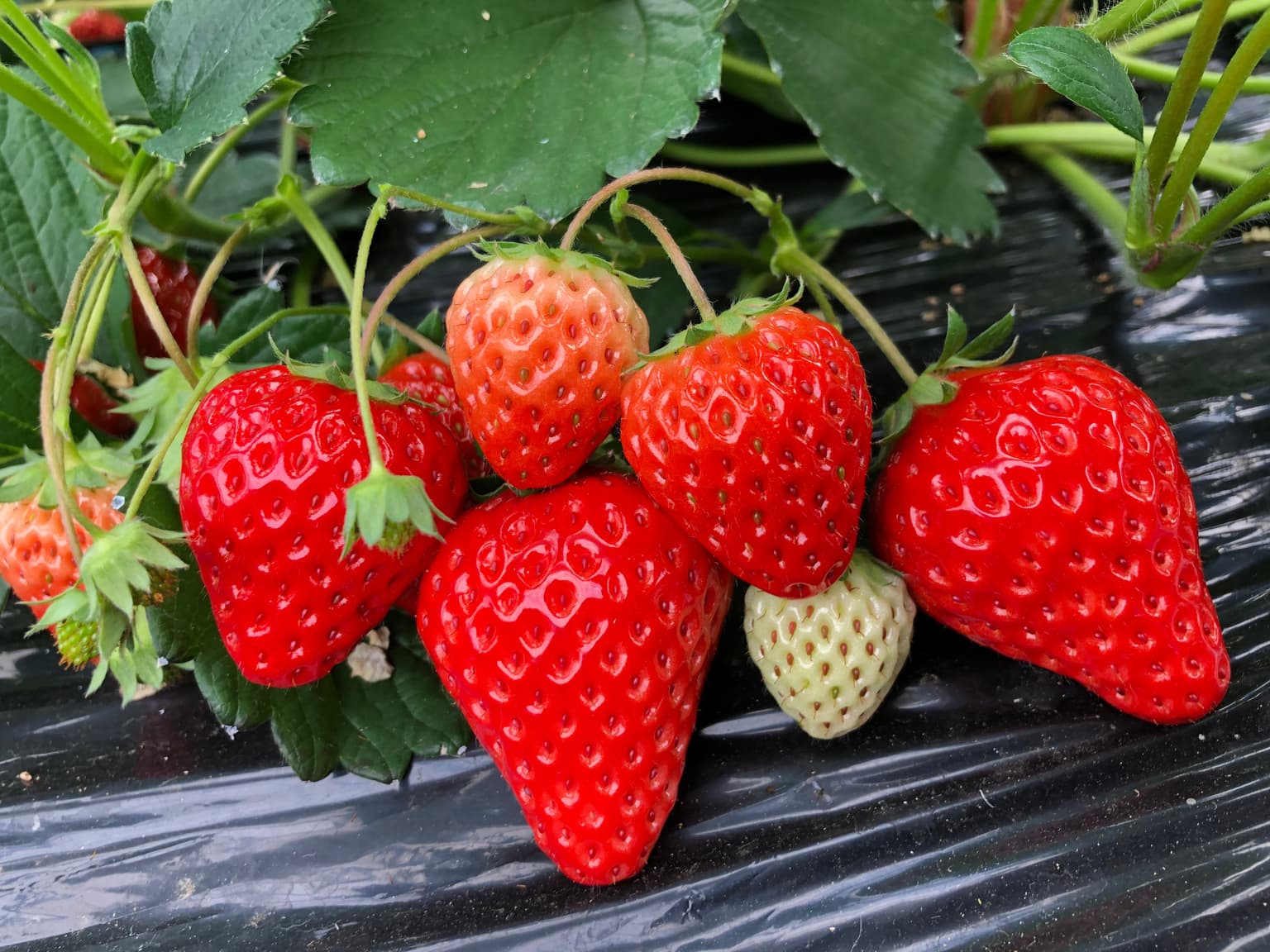 Tateyama Strawberry Picking Center