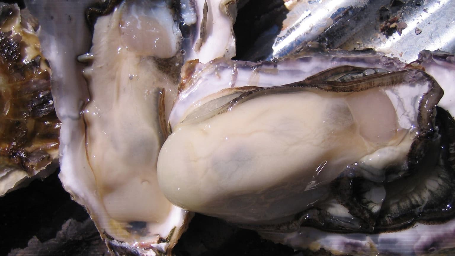 True oyster