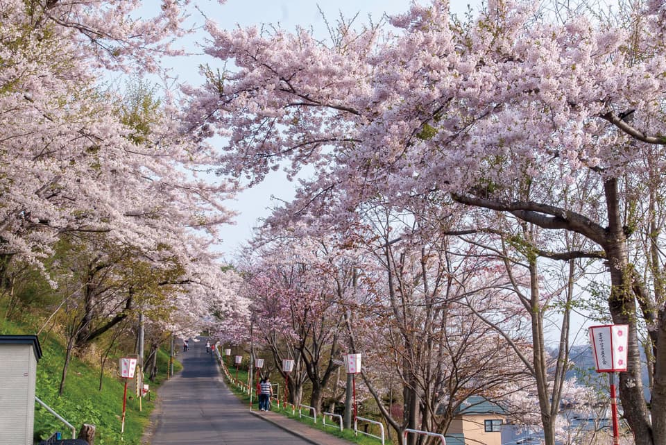 A row of cherry blossom trees under Bokoi Fuji