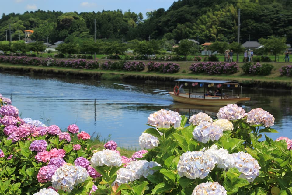 あじさい遊歩道・さっぱ舟