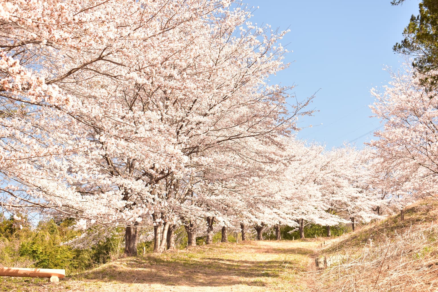Thousand cherry blossoms of Torayama