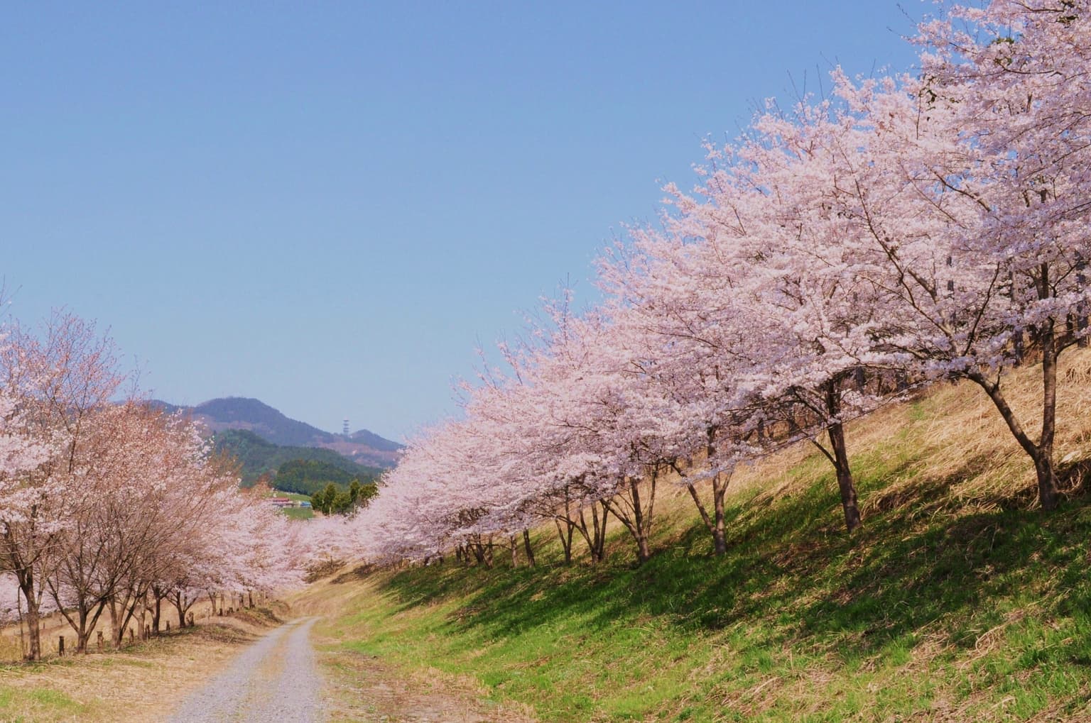 Thousand cherry blossoms of Torayama