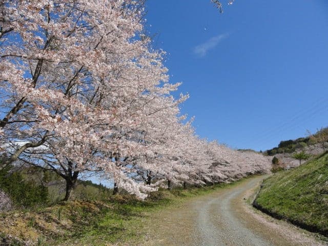 Thousand cherry blossoms of Torayama