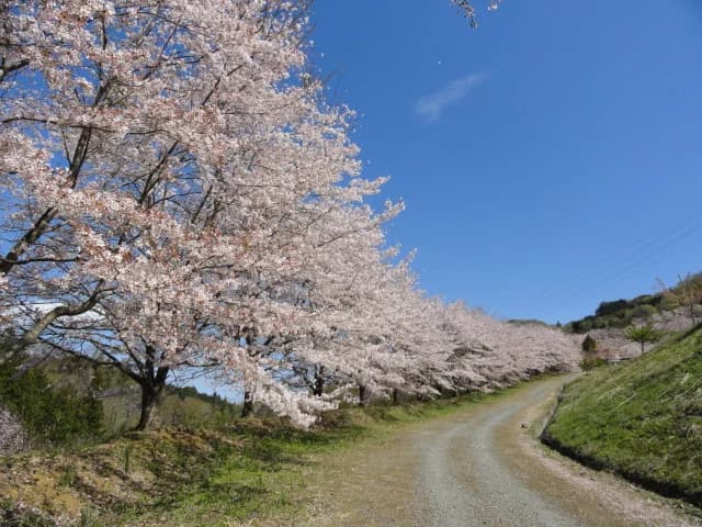 Thousand cherry blossoms of Mt. Tora
