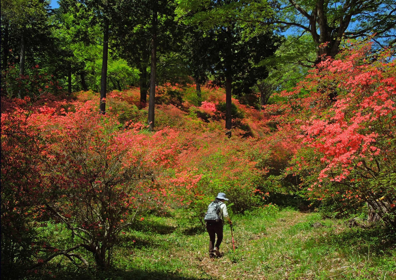 A cluster of mountain azaleas