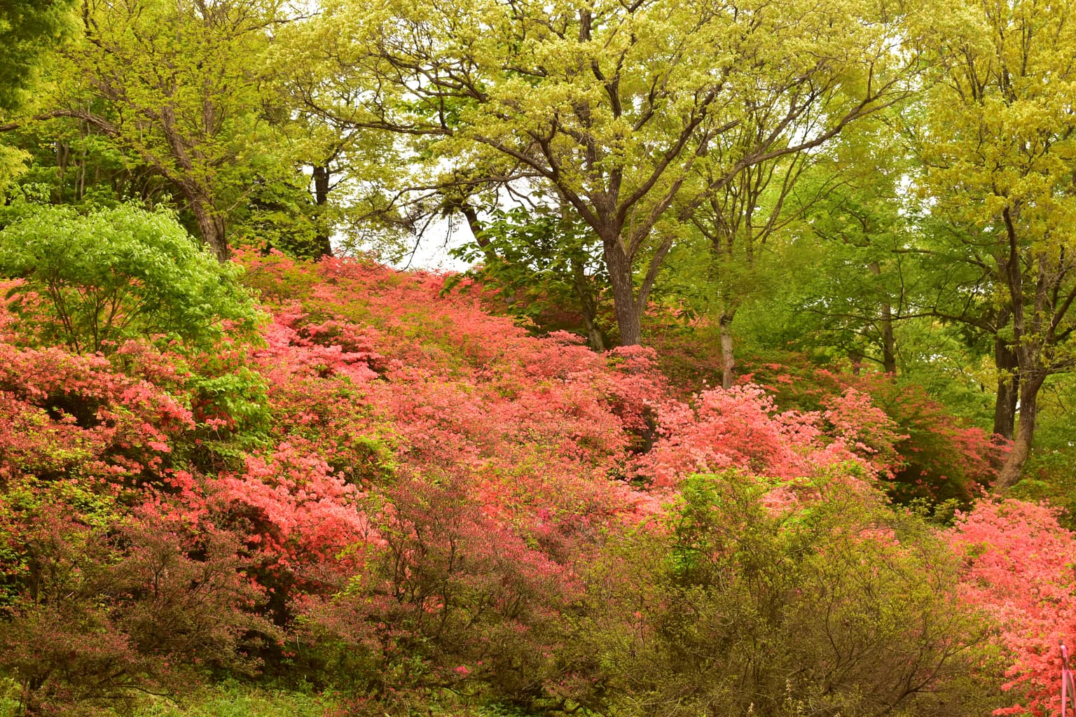 A cluster of mountain azaleas