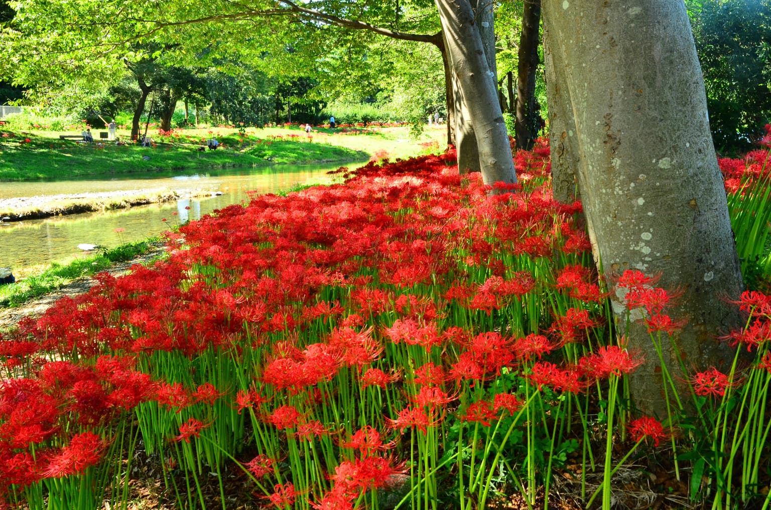Cluster amaryllis