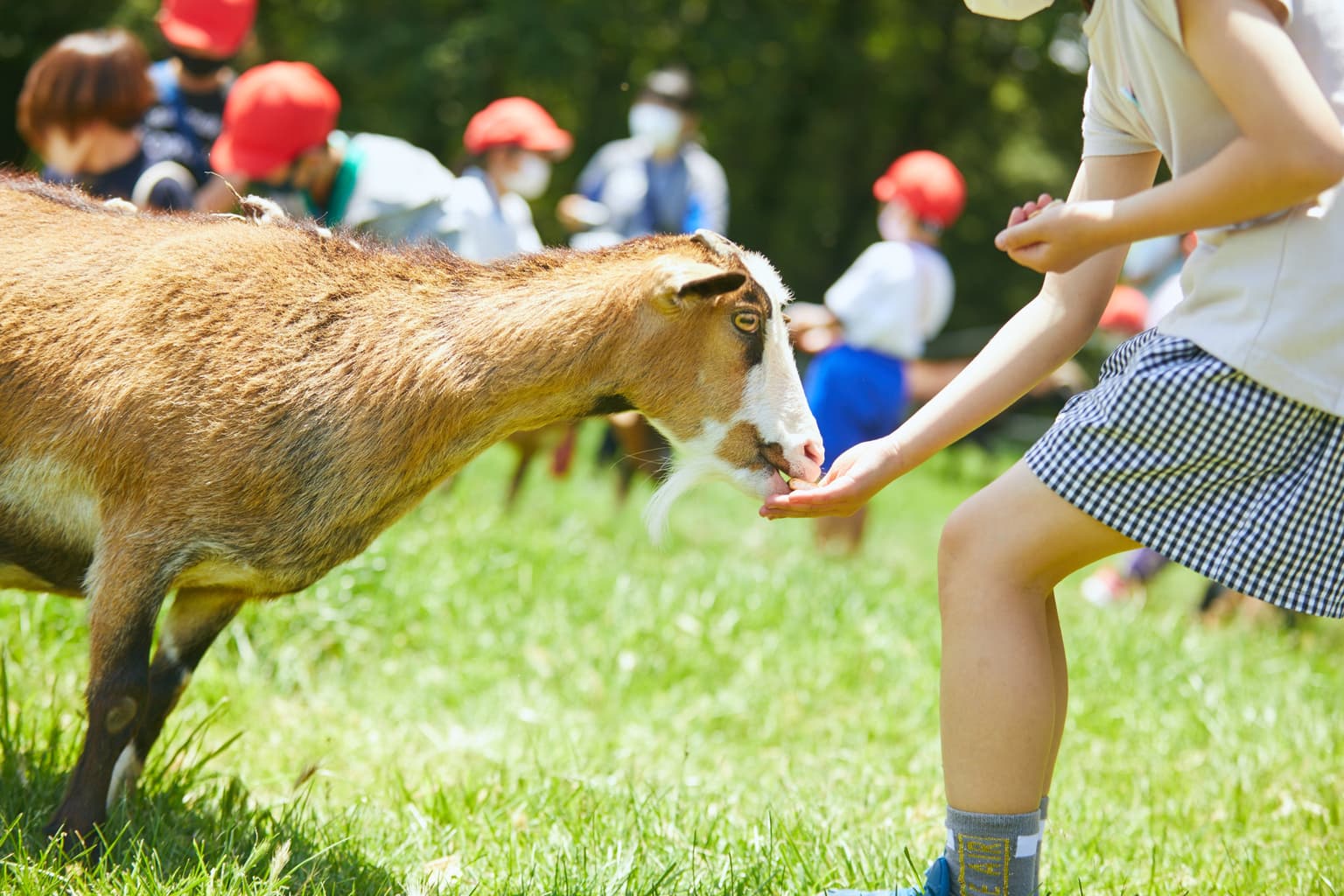 Contact with the goat