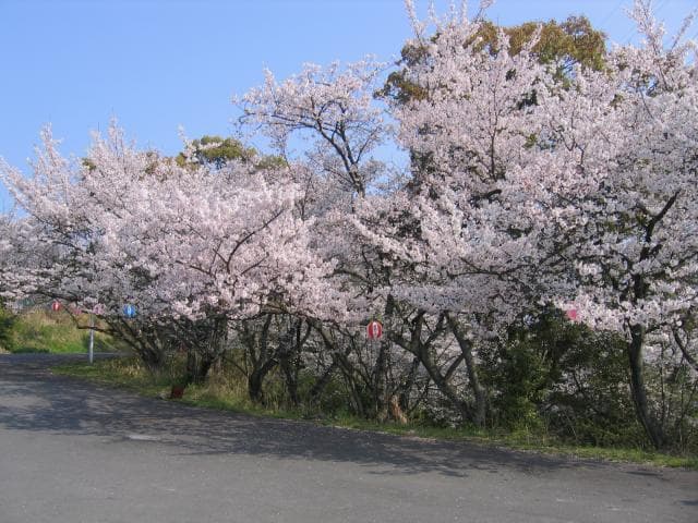 Cherry blossoms at Tokiwa Park