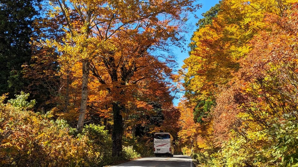 立山(美女平:標高1,000m付近)の紅葉