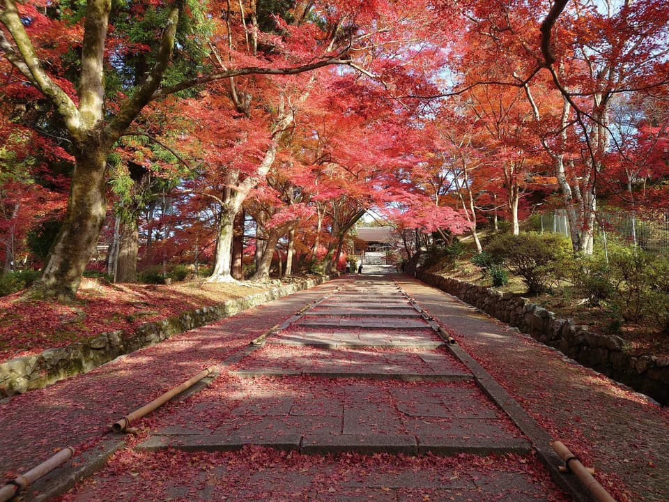 京都 山科・毘沙門堂の紅葉