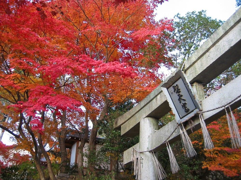 Autumn leaves in Minoh (Nishie-ji Temple)