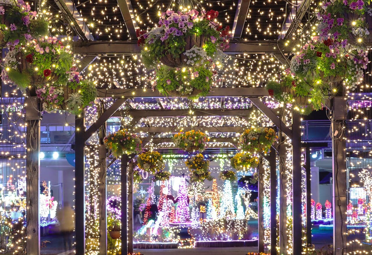 フラワーイルミネーションinとっとり花回廊