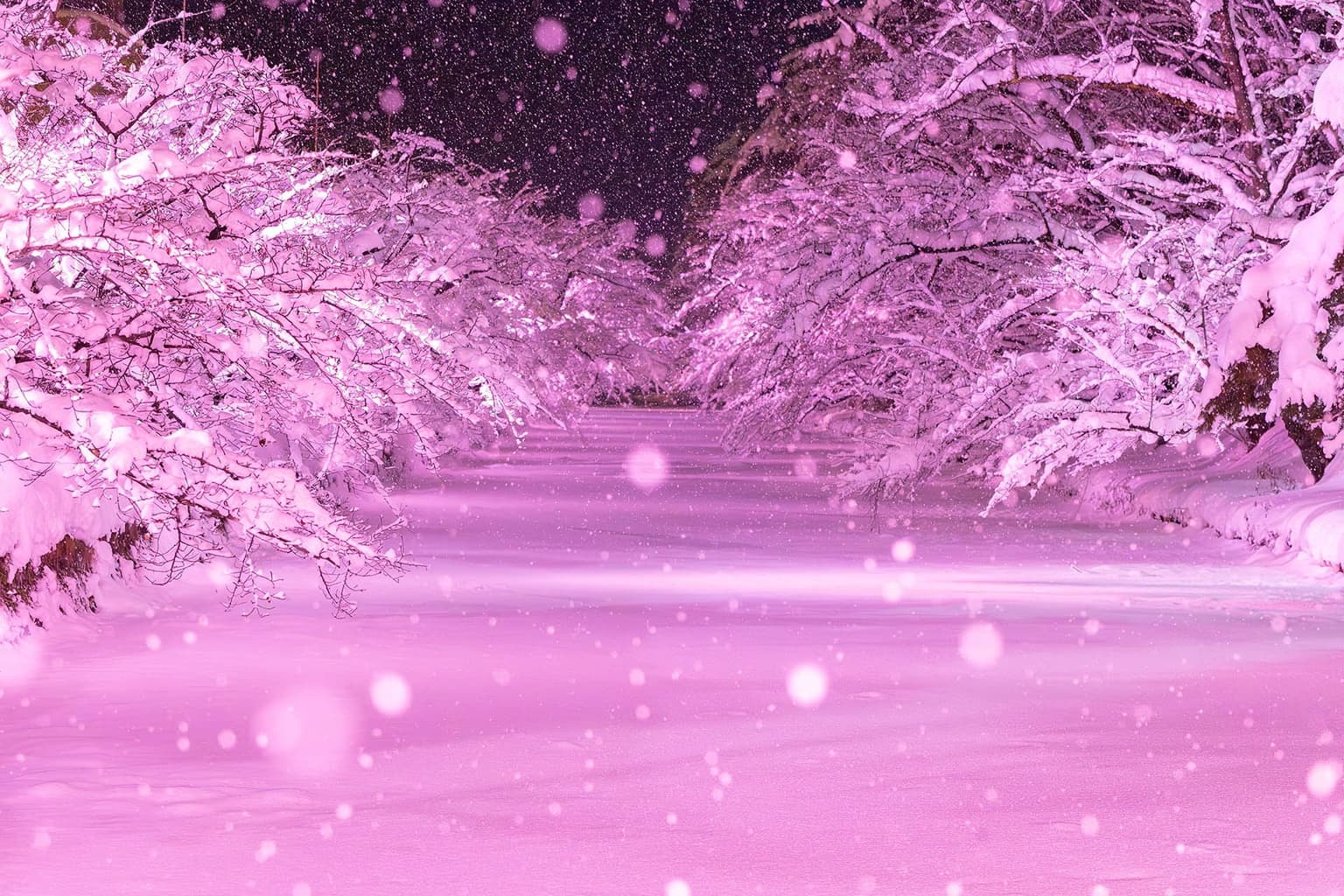 Sakura Light Up in Winter