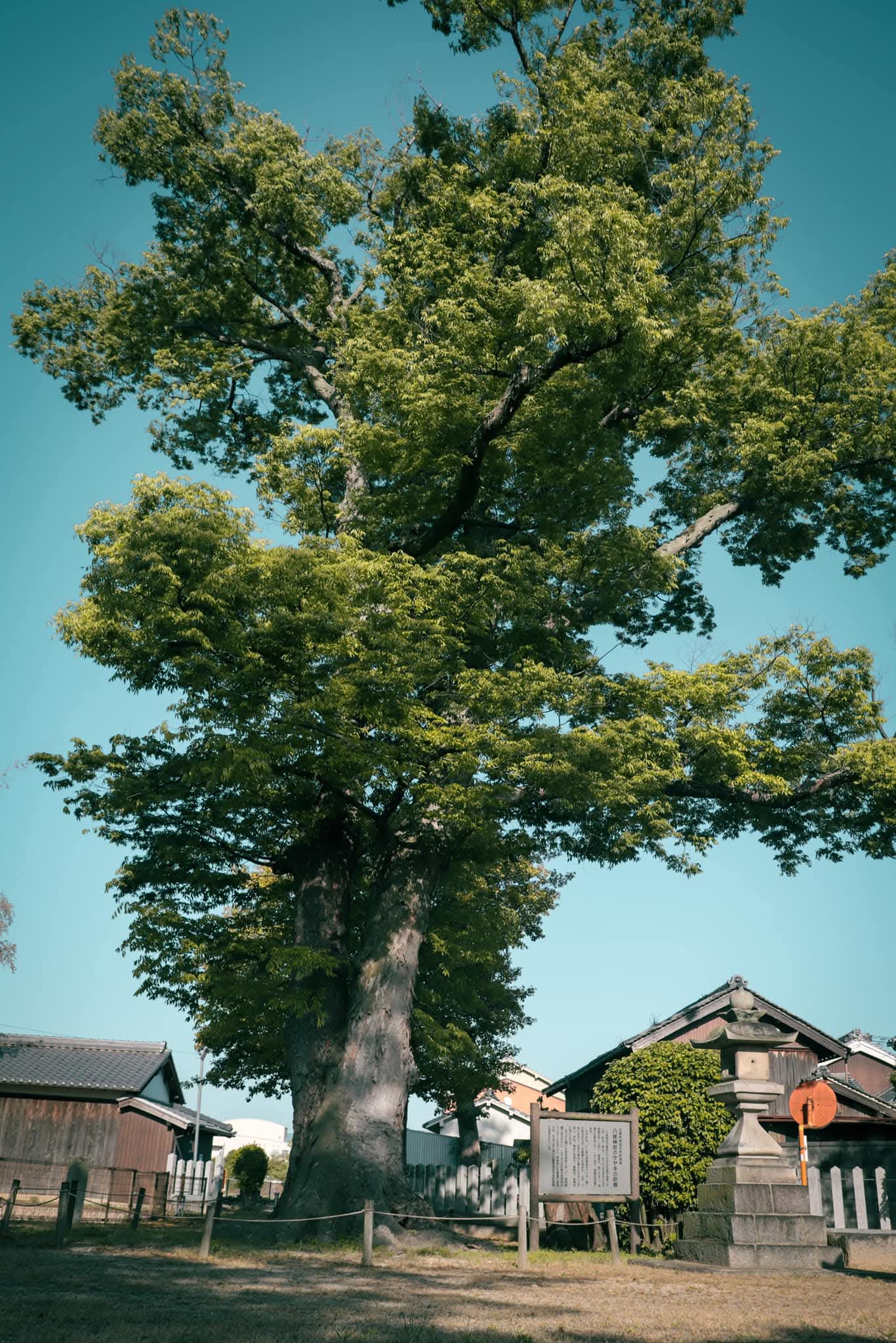 ケヤキの巨樹・夏