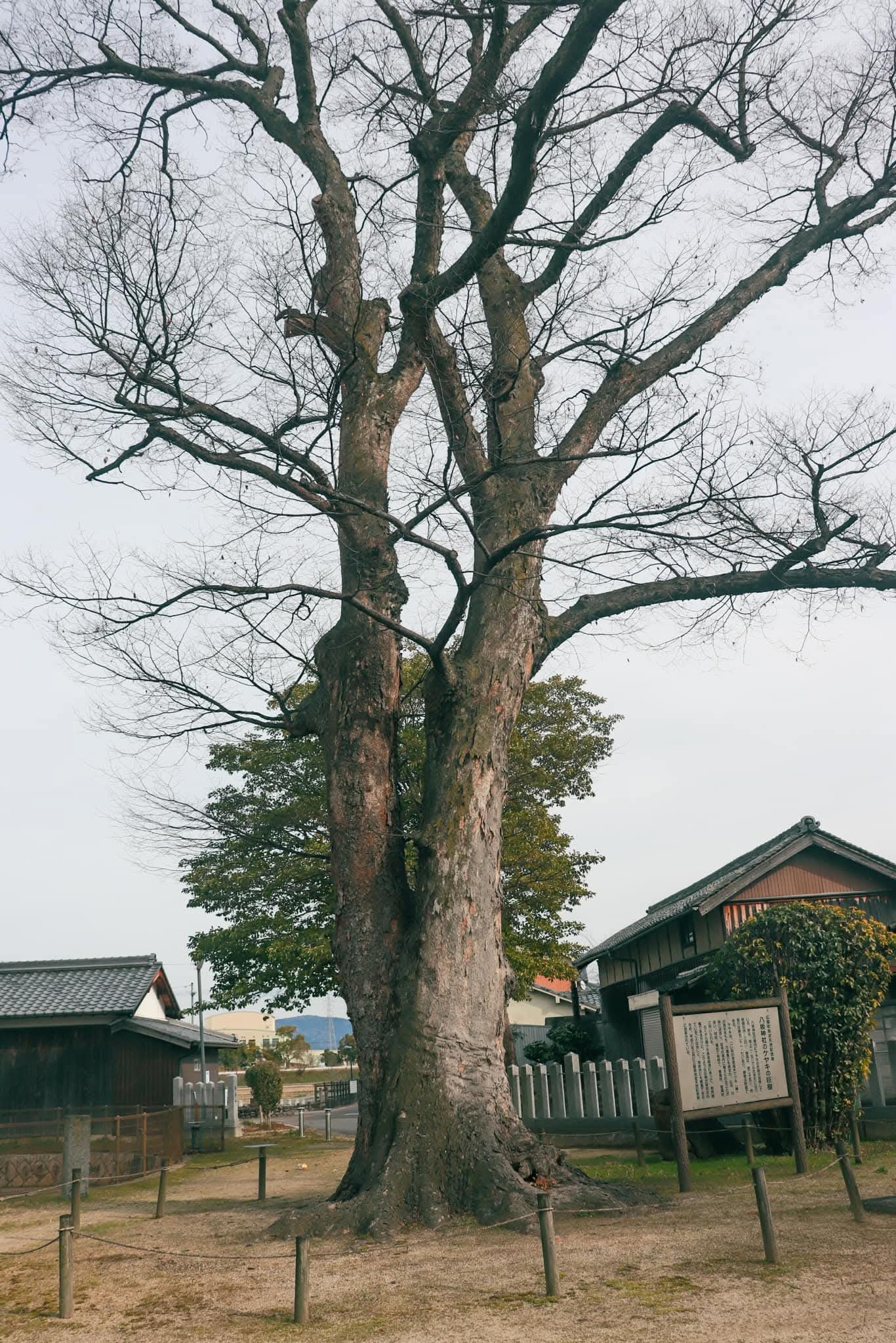 ケヤキの巨樹・冬