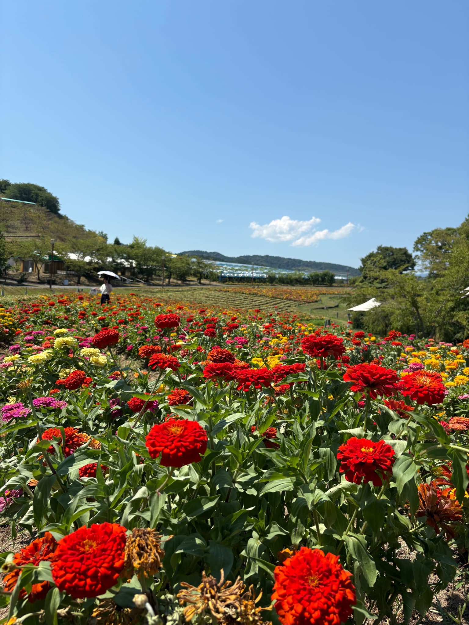 花畑の向こうに広がるぶどう園