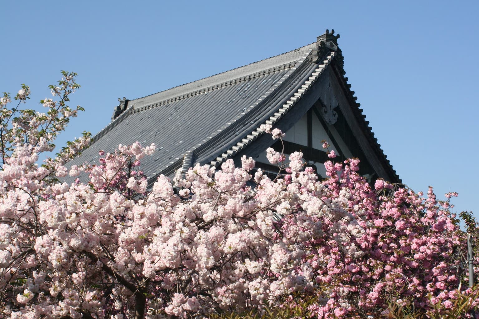 新家長福寺(桜御坊)