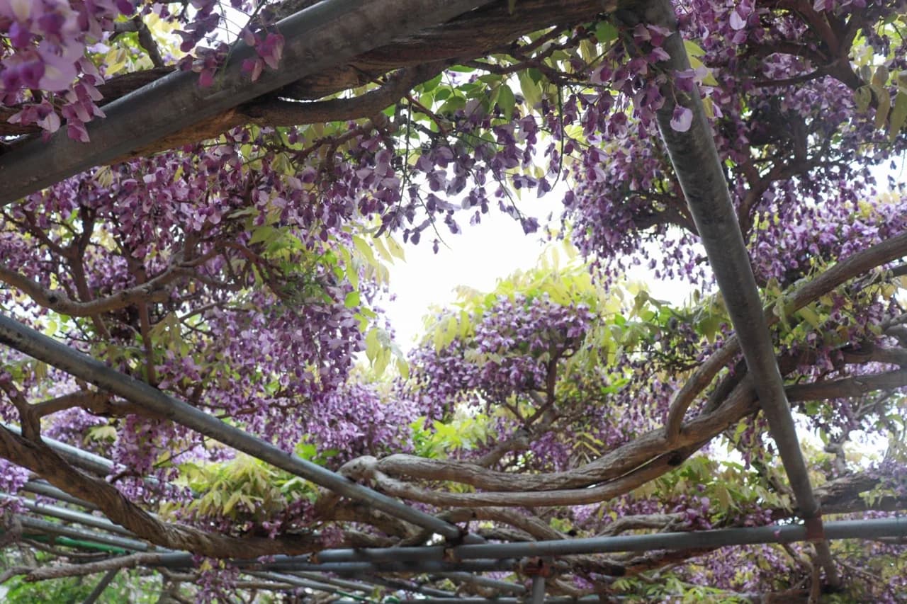 新家長福寺(藤棚)