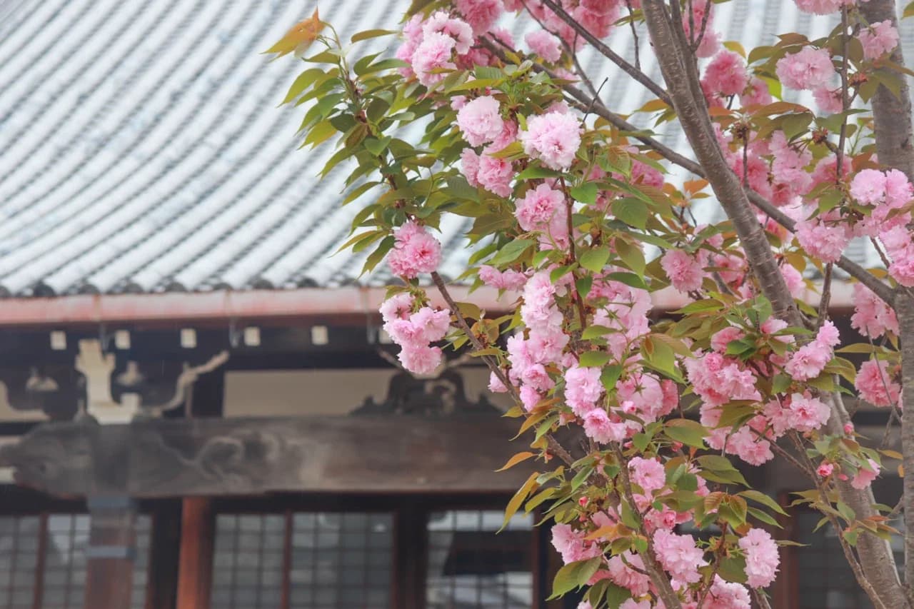 新家長福寺(桜)