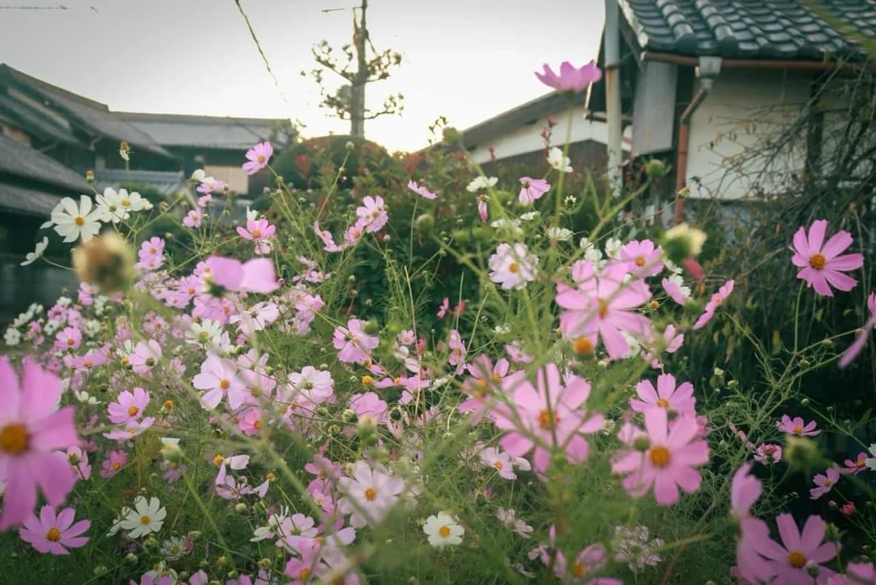 Nango moat settlement (cosmos)