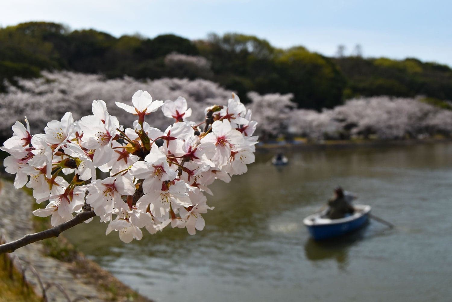 明石公園の桜