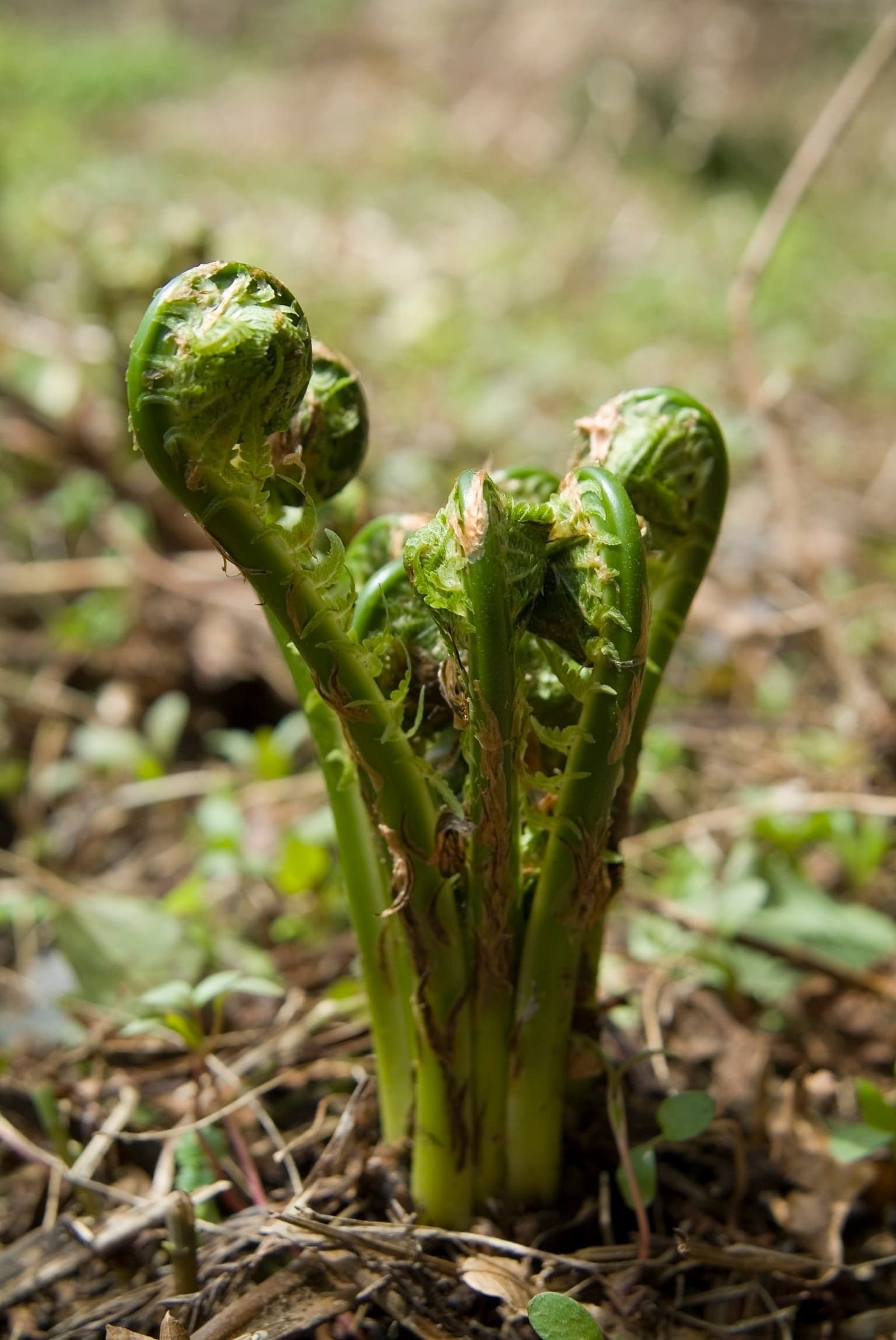 こごめ(こごみ)