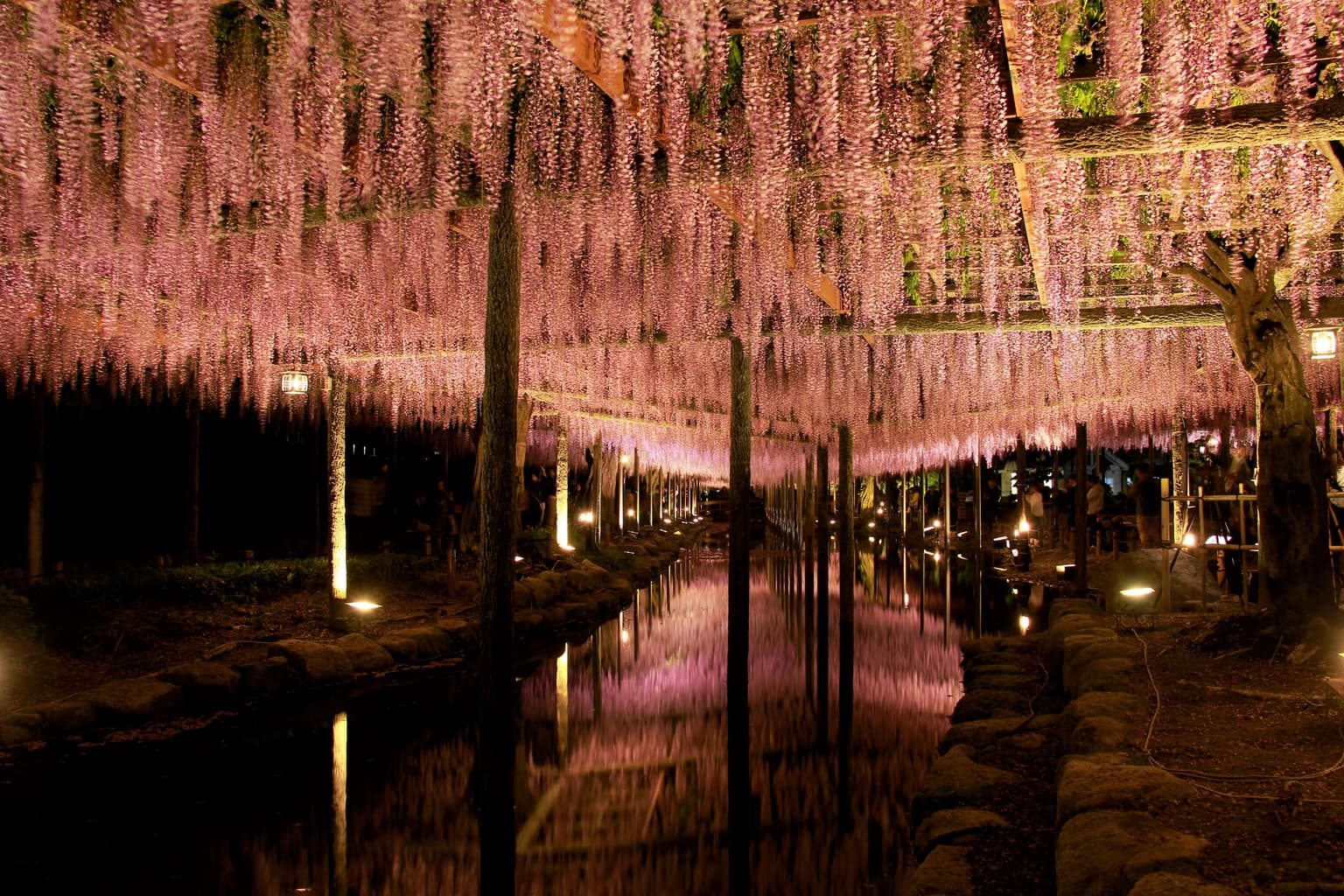 天王川公園の藤ライトアップ