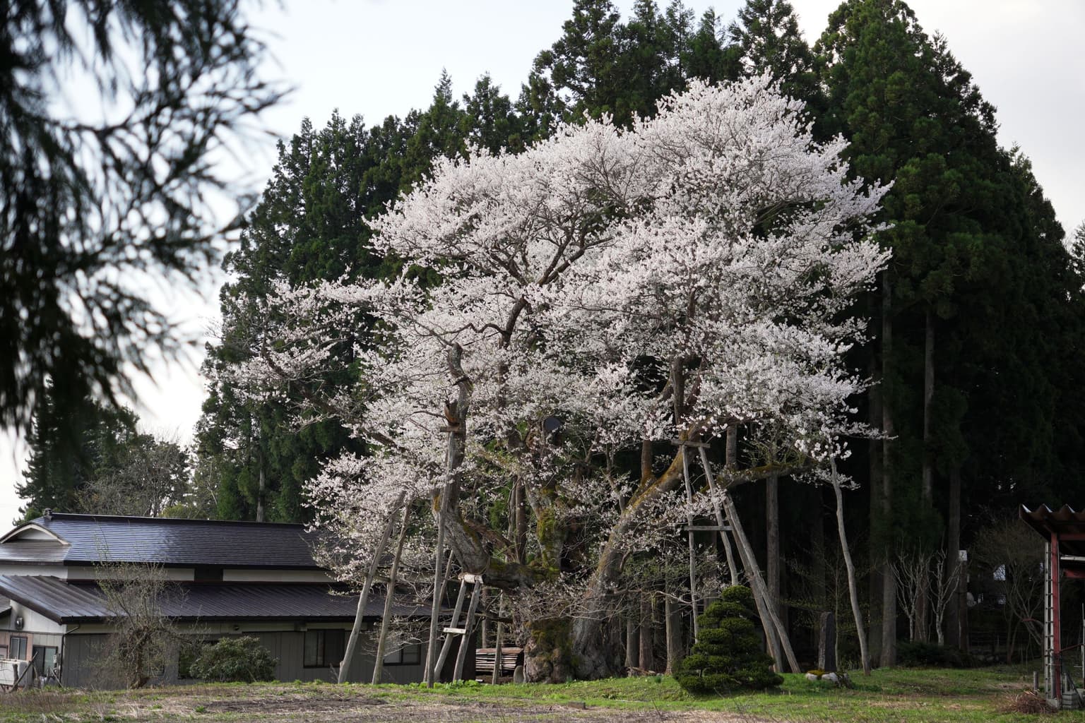 草岡の大明神ザクラ