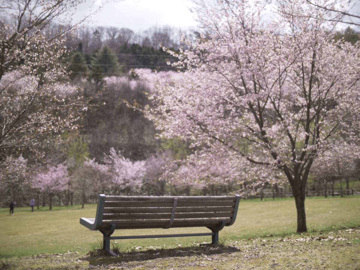 Sakura at Asahigaoka Park