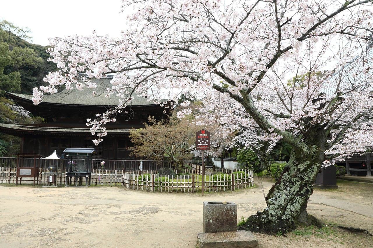 功山寺の桜