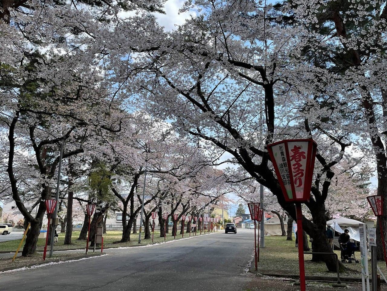 Cherry blossoms at Nogiwa Park