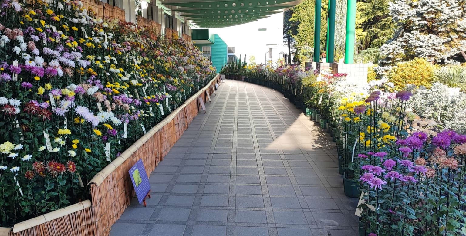 世界最大の古典菊花壇