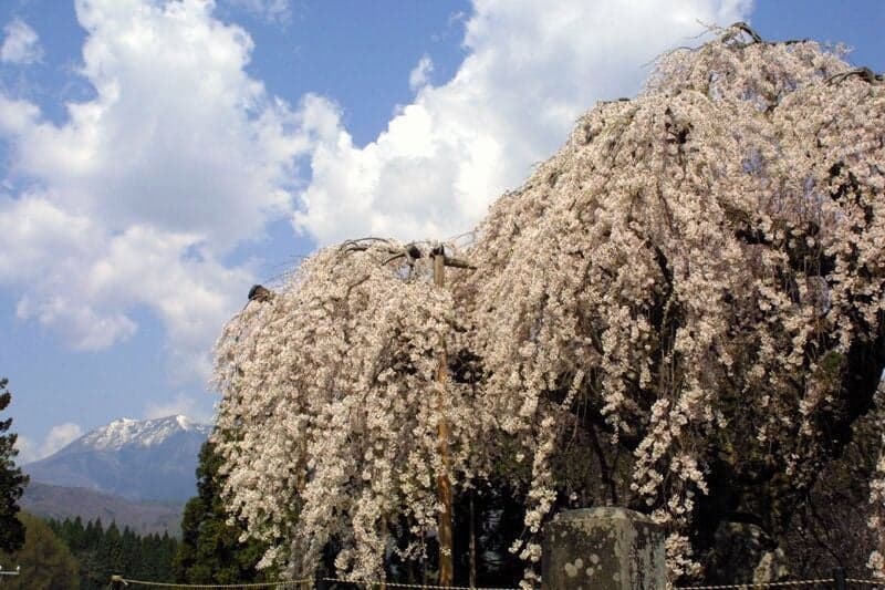 Weeping cherry tree in Sodenoyama