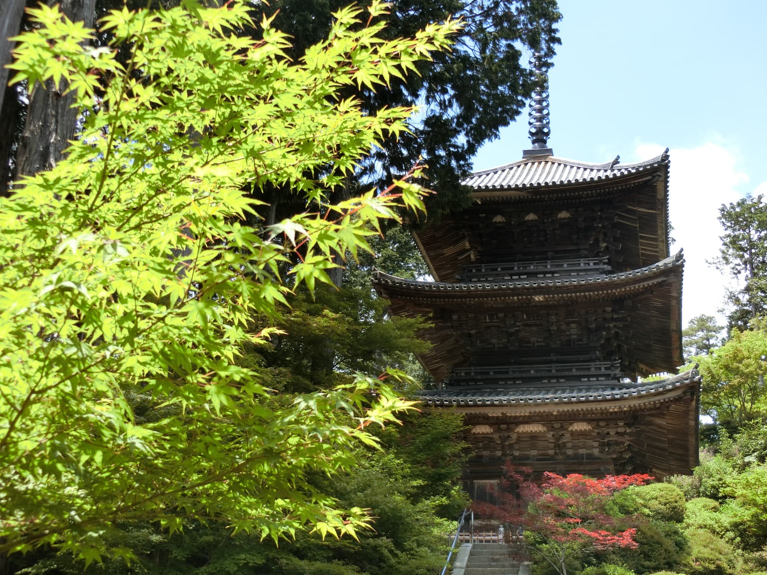 常楽寺 青もみじ