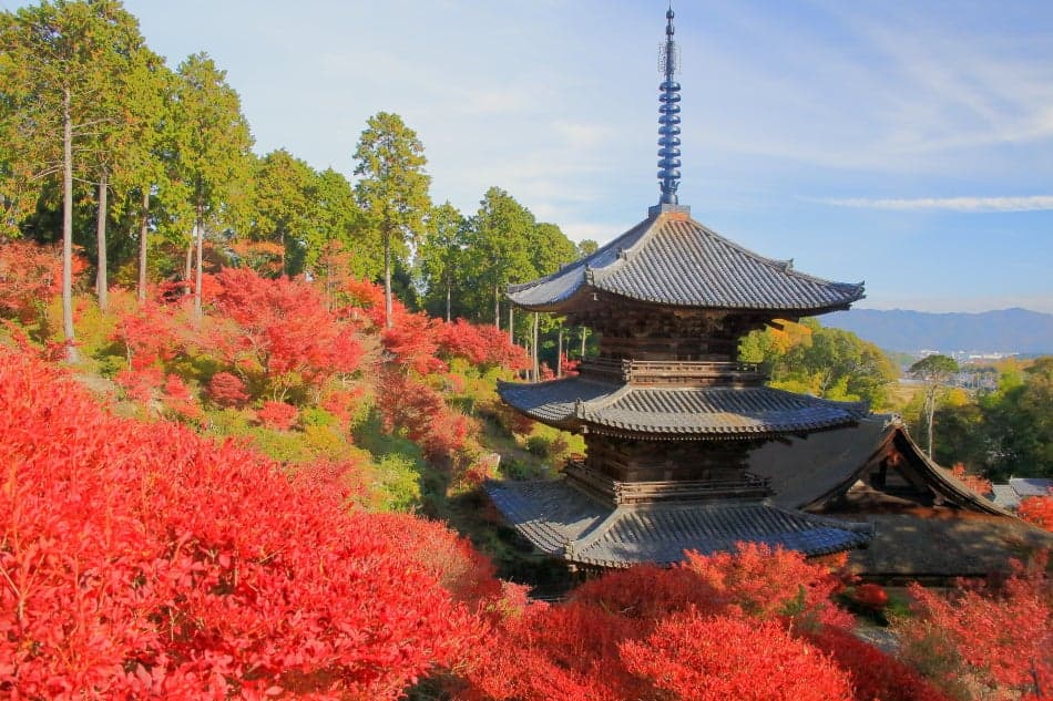 常楽寺 紅葉 三重塔