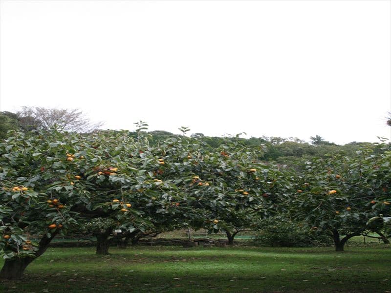 総社市観光協会観光柿園