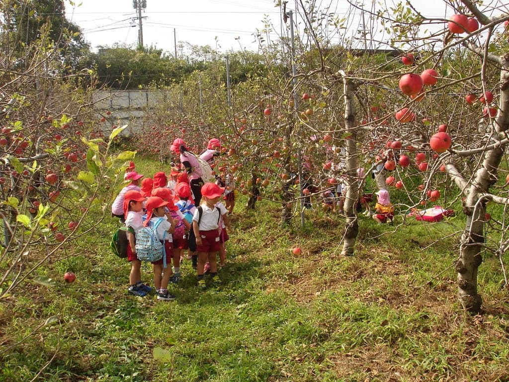 Kanko apple orchard