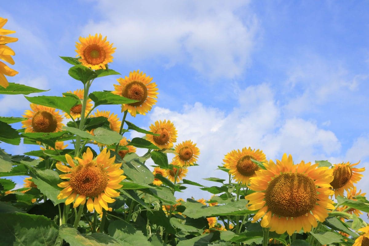 Sunflower fields in the sky