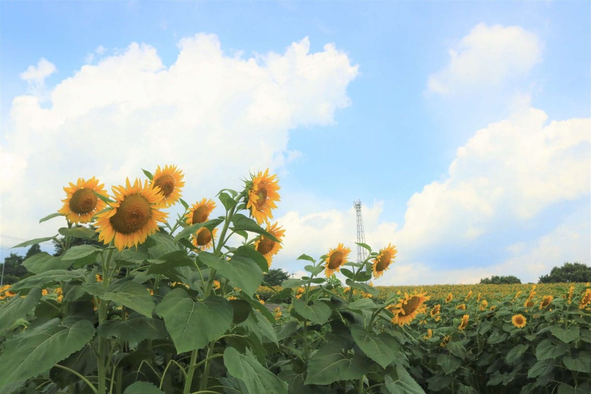 Sunflower fields in the sky