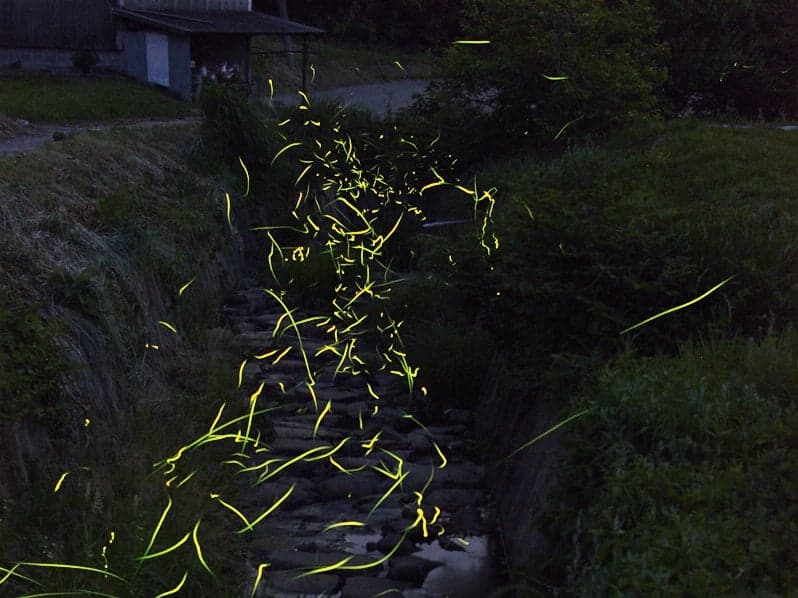 上竹地区のホタル