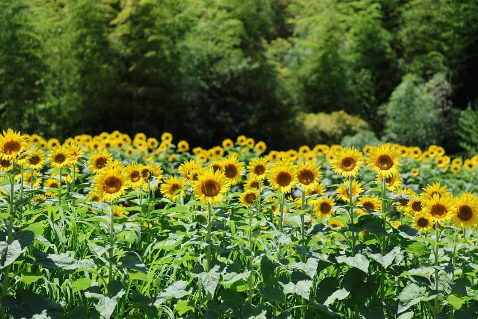 Chiyano no Sato Himawari Field
