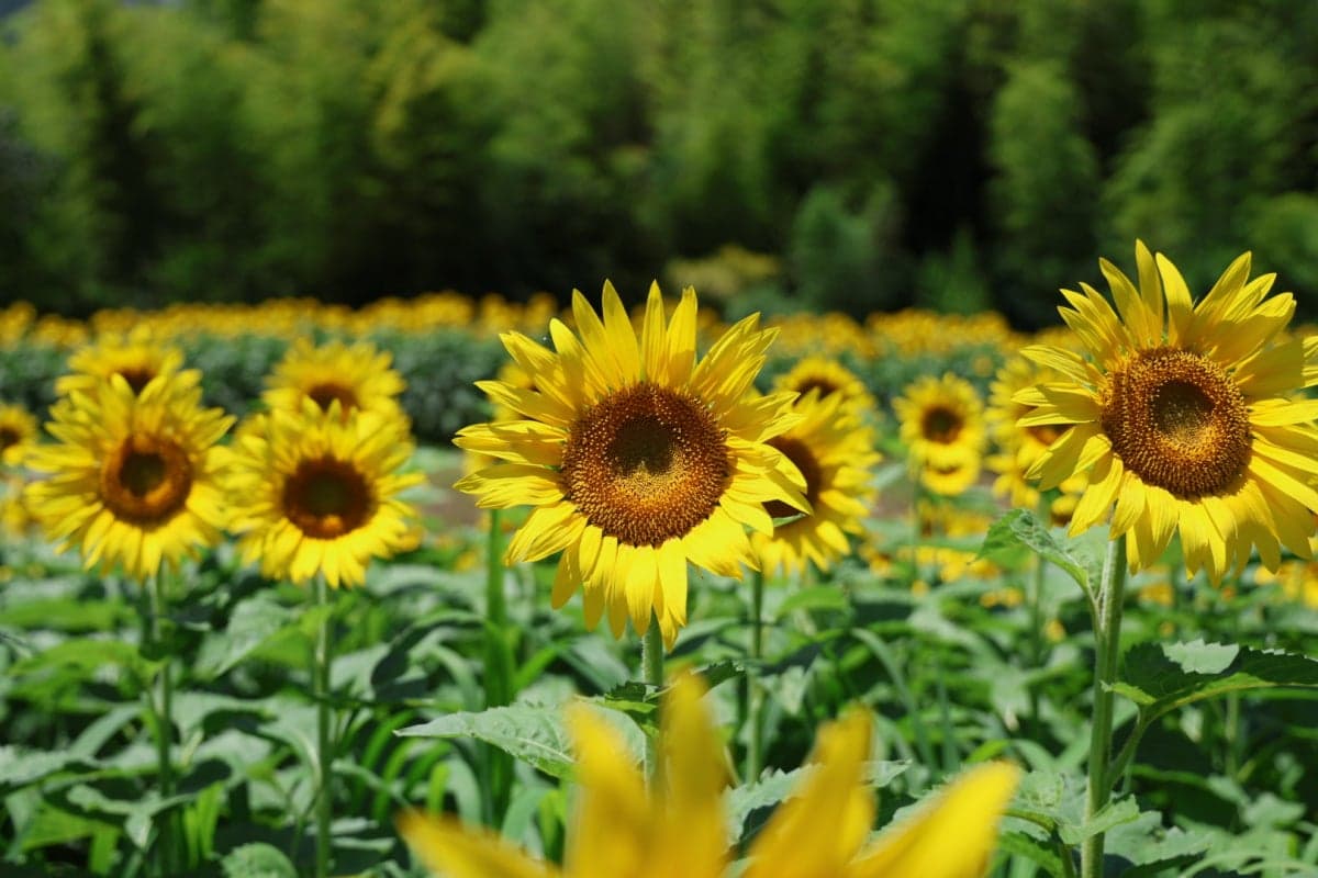 Chiyano no Sato Himawari Field