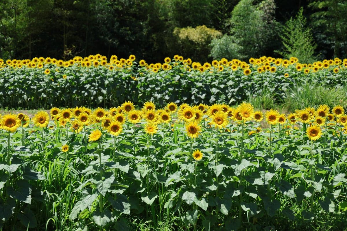 Chiyano no Sato Himawari Field