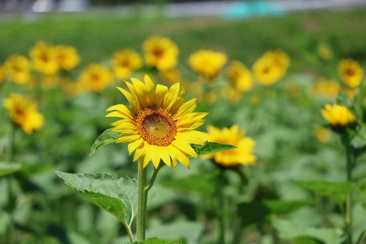 Chiyano no Sato Himawari Field