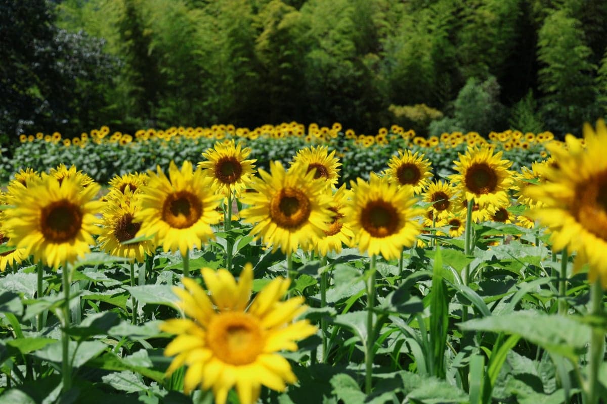 Chiyano no Sato Himawari Field