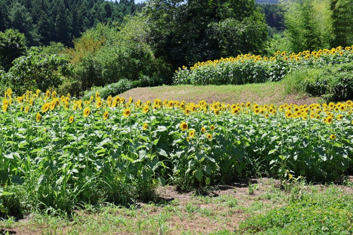 Chiyano no Sato Himawari Field
