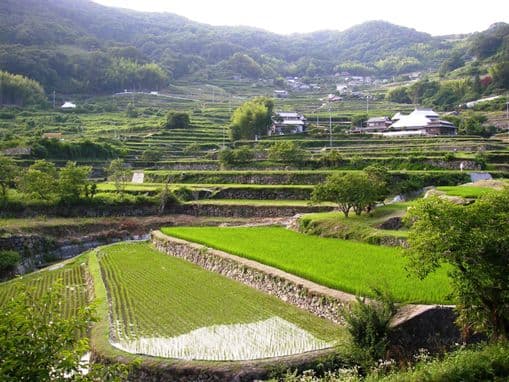 Tanada in Tado